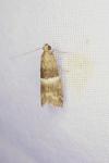 Elegia similella