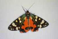 Callimorpha dominula