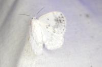 Lomographa temerata