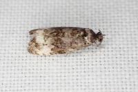 Endothenia gentianaeana / Endothenia marginana
