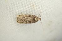 Depressaria ultimella