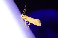 Crassa unitella