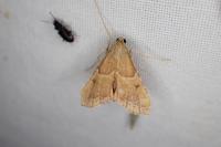 Endotricha flammealis