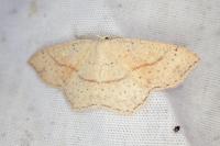 Cyclophora punctaria