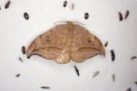 Drepana curvatula