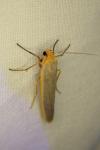 Eilema caniola