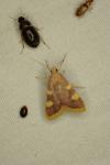 Hypsopygia costalis
