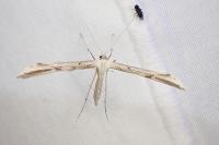 Emmelina monodactyla