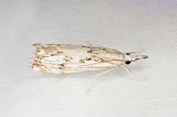 Catoptria falsella