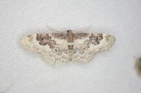 Idaea rusticata