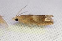 Eucosma conterminana