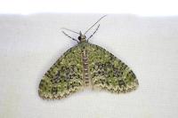 Acasis viretata