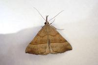 Hypena proboscidalis