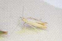 Coleophora conyzae