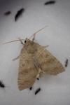 Ipimorpha subtusa