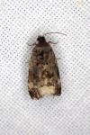 Endothenia gentianaeana / Endothenia marginana
