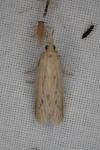 Ematheudes punctella