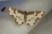Lomaspilis marginata