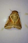 Habrosyne pyritoides