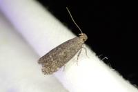 Anacampsis scintillella
