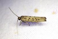 Yponomeuta sedella