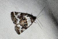 Deltote deceptoria