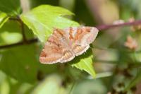 Euclidia glyphica