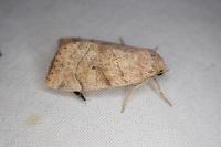 Cosmia trapezina