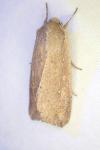 Mythimna unipuncta