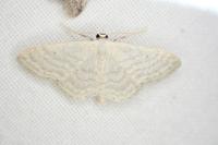 Idaea subsericeata