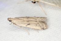 Phycitodes binaevella