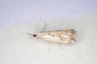 Catoptria falsella