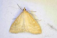 Sitochroa verticalis
