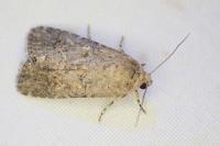 Spodoptera exigua