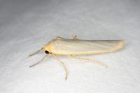 Eilema caniola