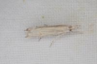 Metacrambus carectellus