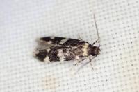Oegoconia