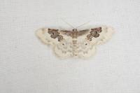 Idaea rusticata