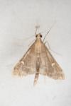 Dolicharthria punctalis