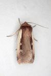 Ochropleura plecta