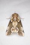 Thyatira batis