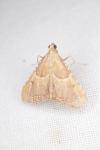 Endotricha flammealis