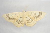 Cyclophora annularia