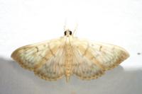 Patania ruralis