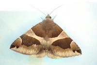 Dysgonia algira
