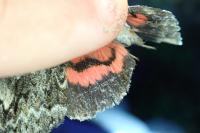 Catocala promissa