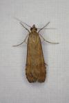 Nomophila noctuella