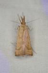 Synaphe punctalis