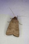 Hoplodrina ambigua