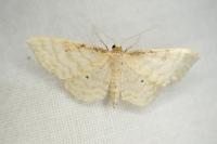Idaea fuscovenosa